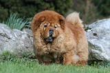 CHOW CHOW 677